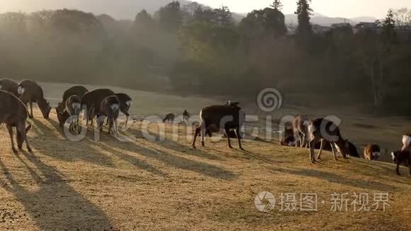 早上在奈良公园的托比希诺鹿视频