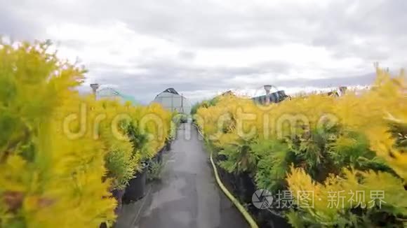 在出售的园艺植物之间开辟道路视频