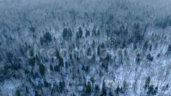 在阳光明媚的一天，在大雪中飞越冬林树冠的空中景色。