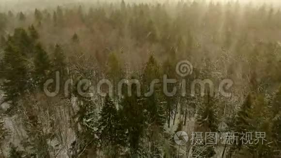 在阳光明媚的一天，在大雪中飞越冬林树冠的空中景色。