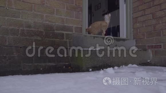 姜汤猫第一次经历雪视频