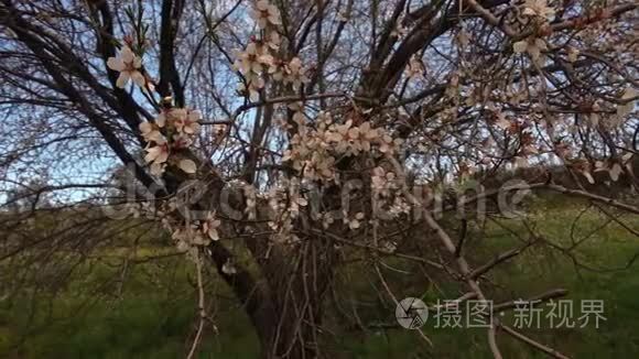 梅花树的多丽镜头视频