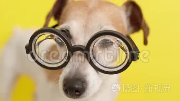 聪明的狗教授戴着书呆子眼镜。