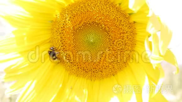 蜜蜂从向日葵花中采集花蜜视频
