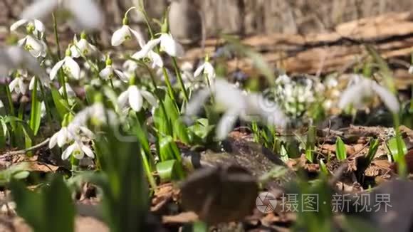 雪滴或普通雪滴春花视频