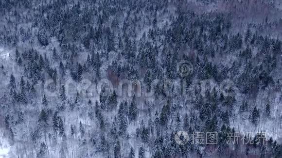 在阳光明媚的一天，在大雪中飞越冬林树冠的空中景色。