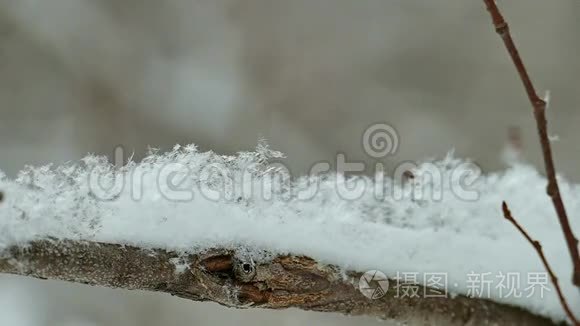 白雪覆盖的树枝和罕见的雪花飘落