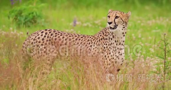 猎豹在森林的田野上站着视频