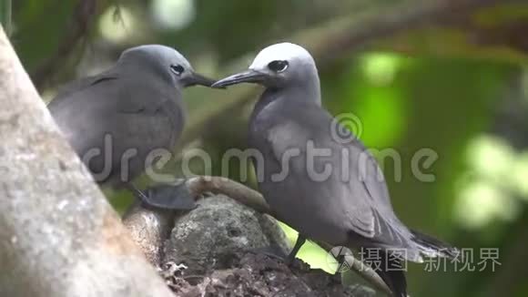 野中愚蠢的灰燕鸥视频