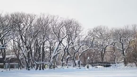 圣诞节前十二月美丽的雪林视频