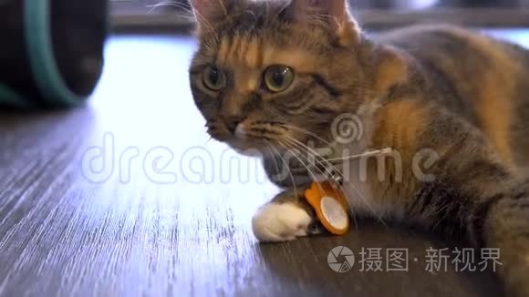 猫躺在地板上。 有橙色斑点的猫仔细地看向旁边。