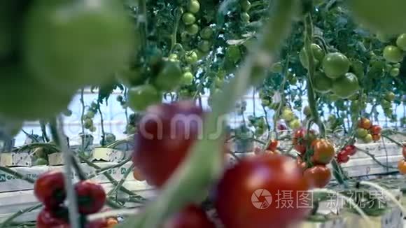 未成熟的西红柿生长在温室里。 农业产业，新鲜蔬菜理念..
