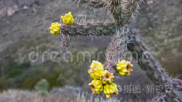 美国西部和西南的Cacti。 树状花冠，手杖状花冠，或胚芽，黄色果实