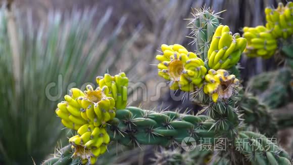 美国西部和西南的Cacti。 树状花冠，手杖状花冠，或胚芽，黄色果实