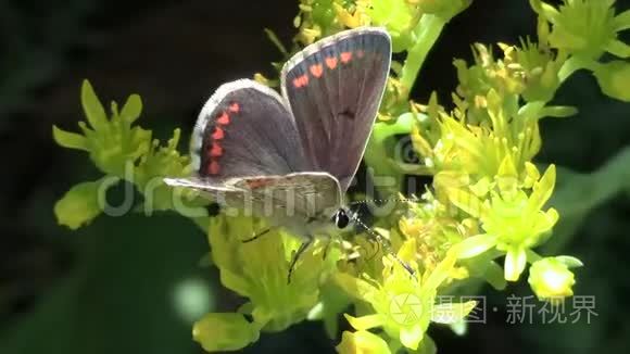 蝴蝶喝花蜜视频