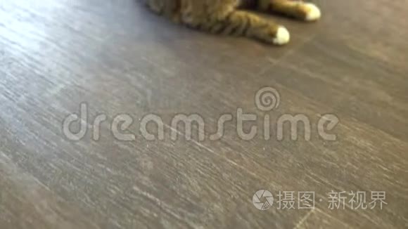 猫躺在地板上。 有橙色斑点的猫舔。 摄像机放大了。