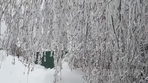 冬天桦树白雪皑皑的大自然视频