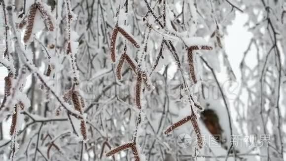 冬天桦树白雪皑皑的大自然视频