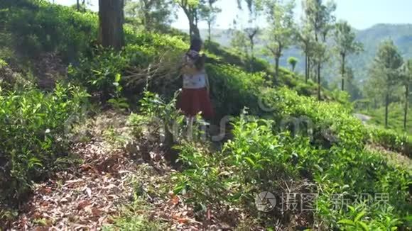 一位年长的女士沿着茶树散步视频