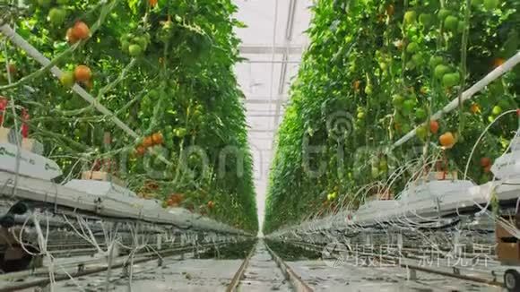 轻型工业温室，里面有均匀的一排植物。 现代农业：在自动温室里种植西红柿