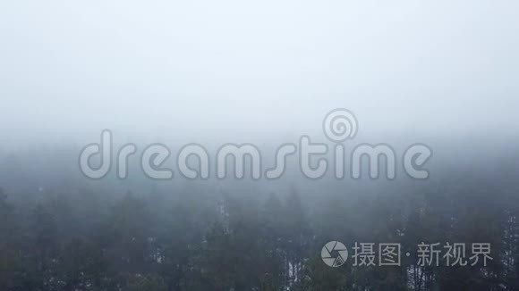 薄雾笼罩的冬季松林视频