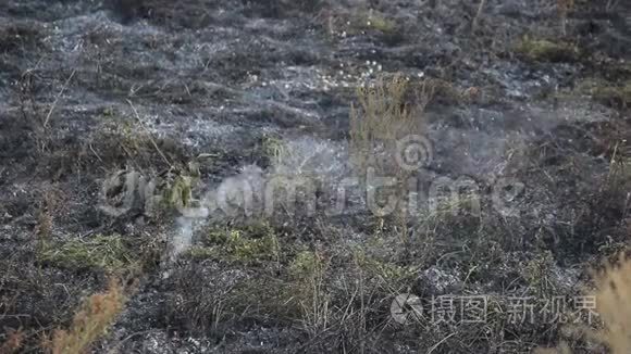 丛林大火后的田野