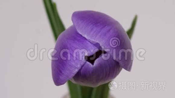 白色背景上盛开的紫色花朵视频