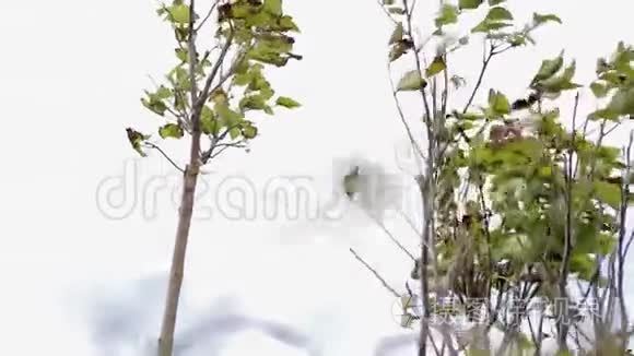 在风中飘扬的年轻树撑的特写视频