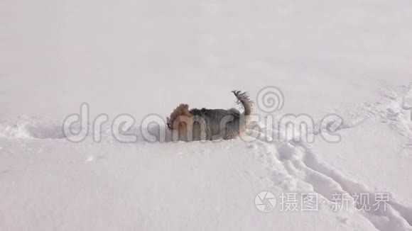 小狗摇着雪