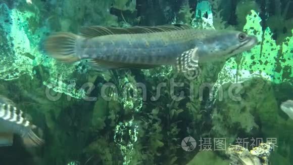 生活在水族馆004