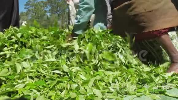 绿茶秋天和种植工人包装大袋视频