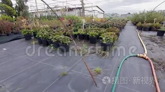 花园商店里不同的盆栽植物视频