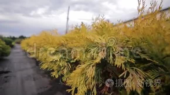 室外温室内有幼柏的盆栽视频