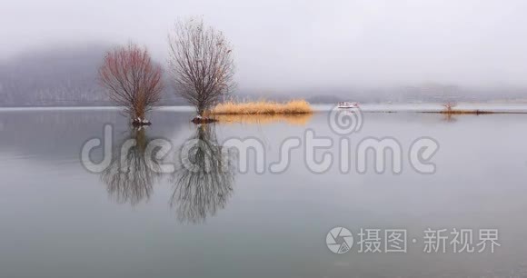 霜冻天气下在湖中生长的树木视频