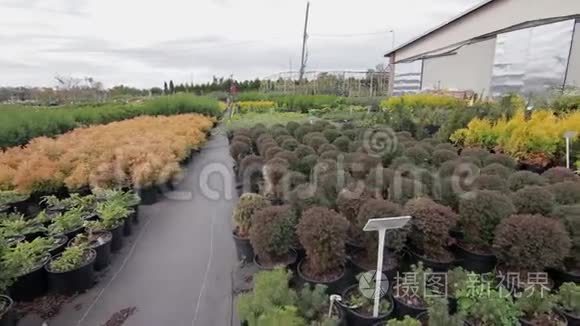 盆栽不同植物的温室视频