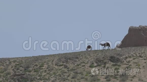 沙漠中的骆驼野性与冒险的概念