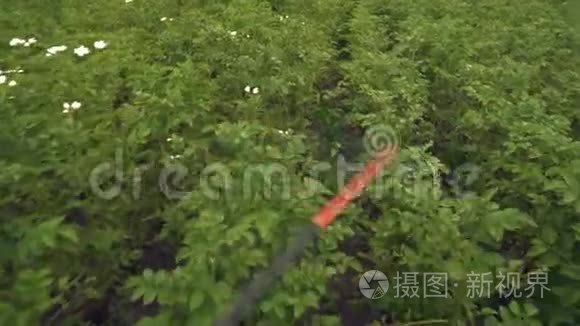 红手喷雾器保护马铃薯灌木免受昆虫侵害