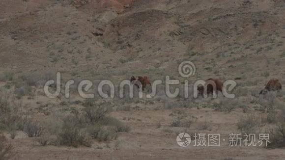 沙漠中的骆驼野性与冒险的概念