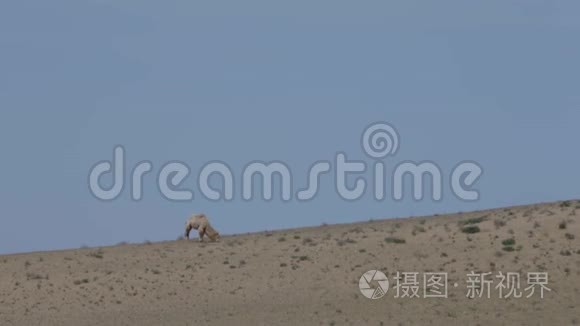 沙漠中的骆驼野性与冒险的概念
