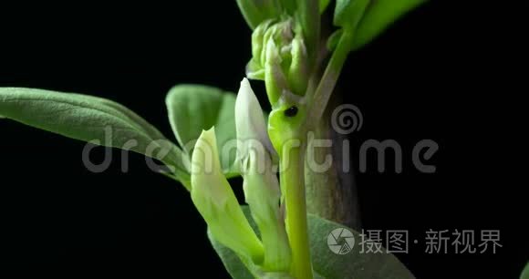 黑色背景下的花朵生长和开花豆的时间流逝