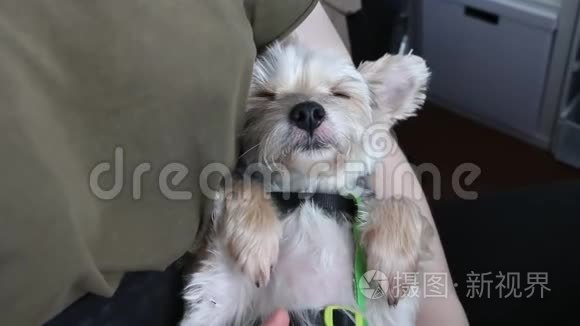 可爱的混合品种摩基狗喜欢被抚摸，睡着了
