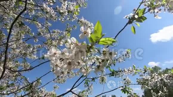 樱花树枝随风摇曳视频