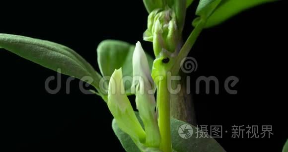 黑色背景下的花朵生长和开花豆的时间流逝