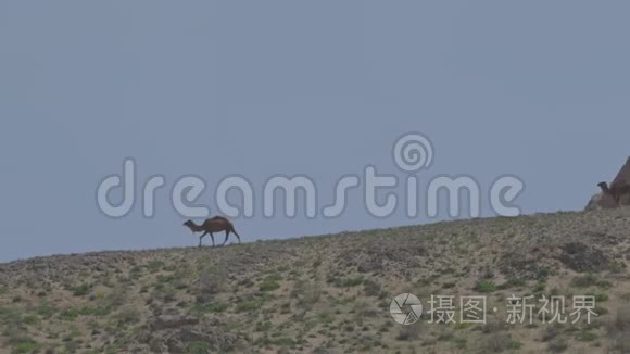 沙漠中的骆驼野性与冒险的概念视频