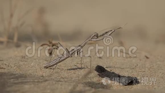 沙漠中的螳螂昆虫视频