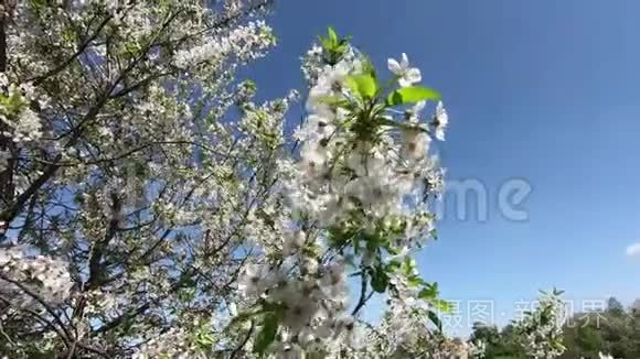 樱花树枝随风摇曳视频