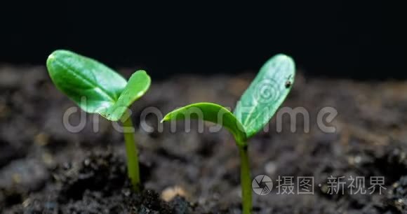 生长绿色黄瓜植株时间流逝。 延时种子生长，特写自然农业拍摄.. 蔬菜发芽