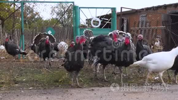 一群五颜六色的家养火鸡在村子里散步