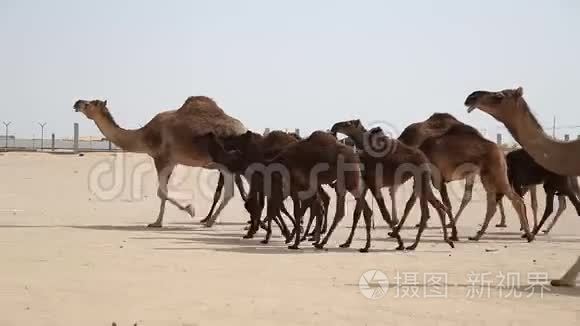 阿联酋一条路上行走的中东骆驼视频