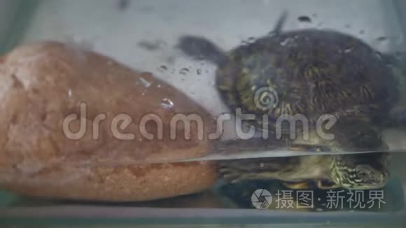 好奇的乌龟在玻璃水族馆里视频